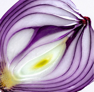 Onion Bulb Ferment in Skincare